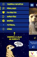 Suricate Seboso