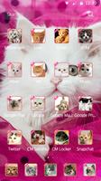 Pink Persian white Cat theme