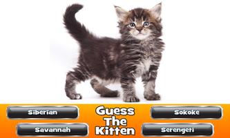 Guess The Kitten