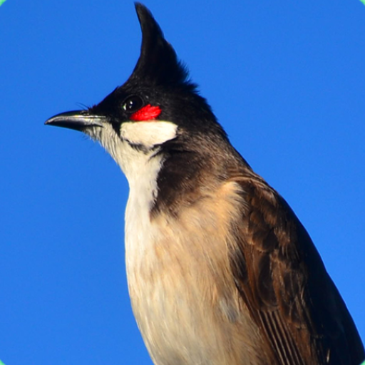 Red-whiskered bulbul