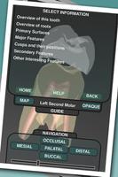 Real Tooth Morphology Free