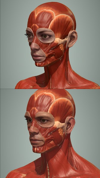 Action Anatomy Pro