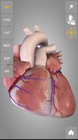 Heart 3D Anatomy Lite