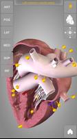 Heart 3D Anatomy Lite