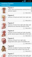 Human Anatomy System