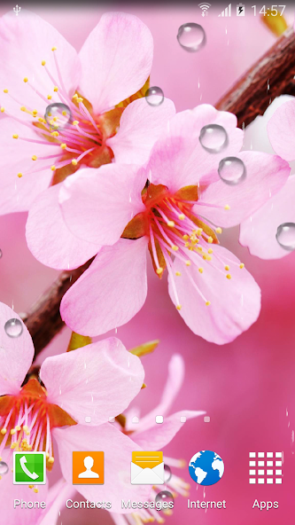 Cherry Blossom Live Wallpaper