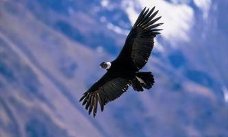 Condor wallpapers
