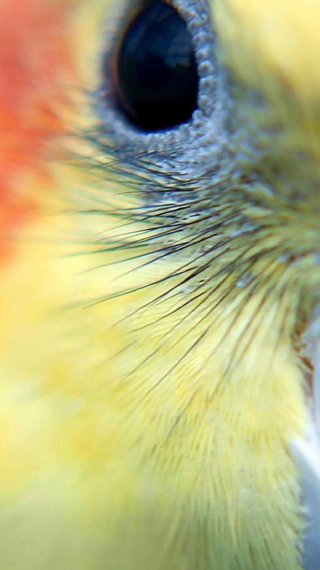 Cockatiels Wallpapers HD