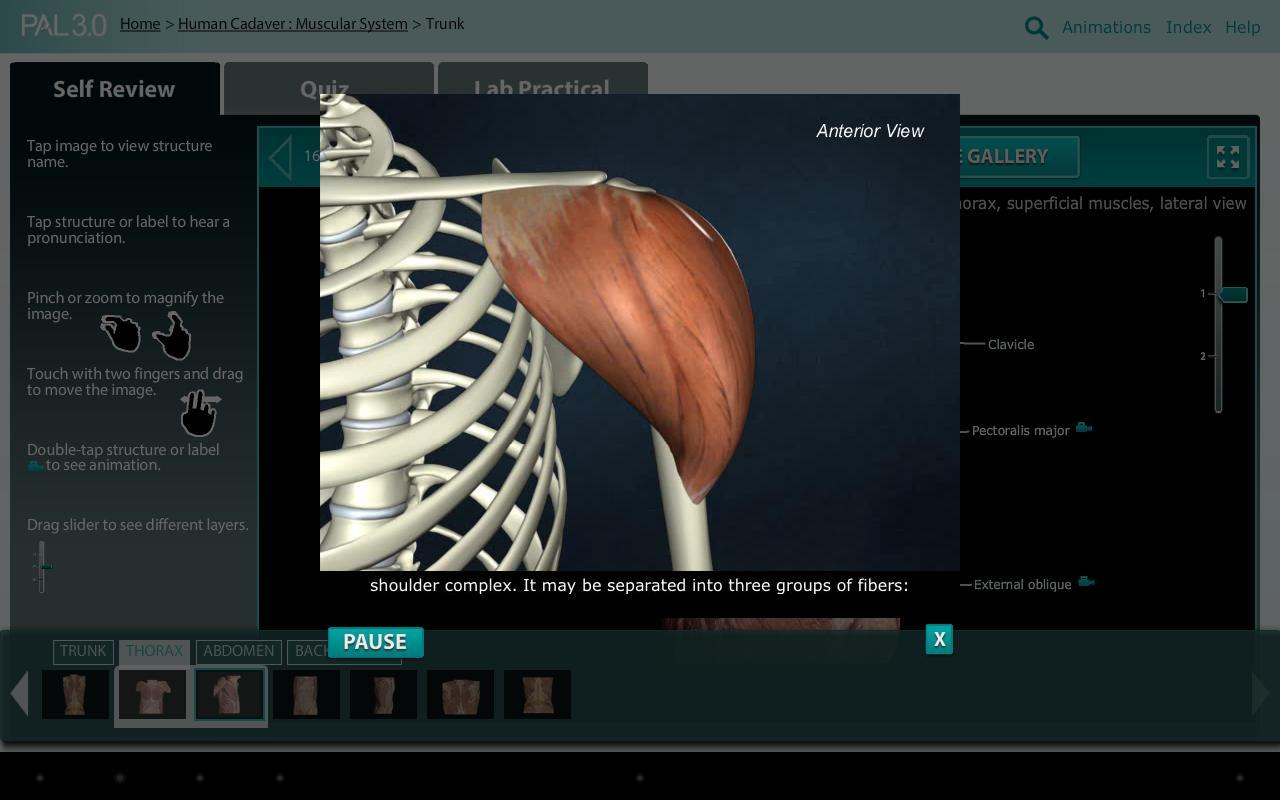 Practice Anatomy Lab (PAL3)