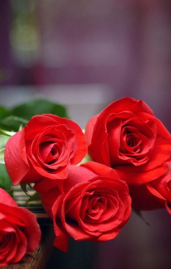 Rose Wallpaper