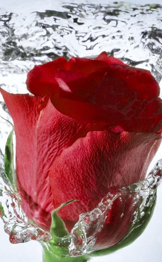 Rose Wallpaper