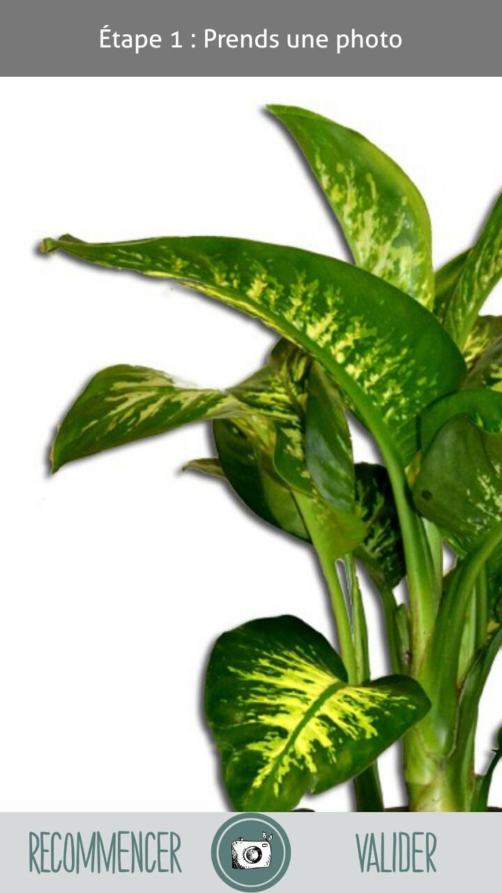 Digital Herbarium