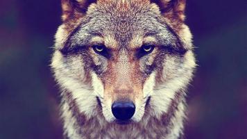 wolves wallpapers