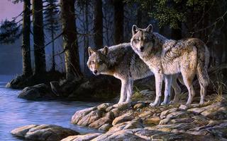 wolves wallpapers
