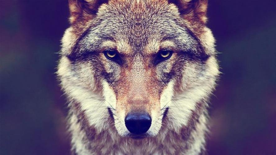 wolves wallpapers