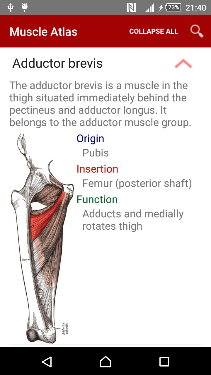 Anatomy: Atlas of Muscles