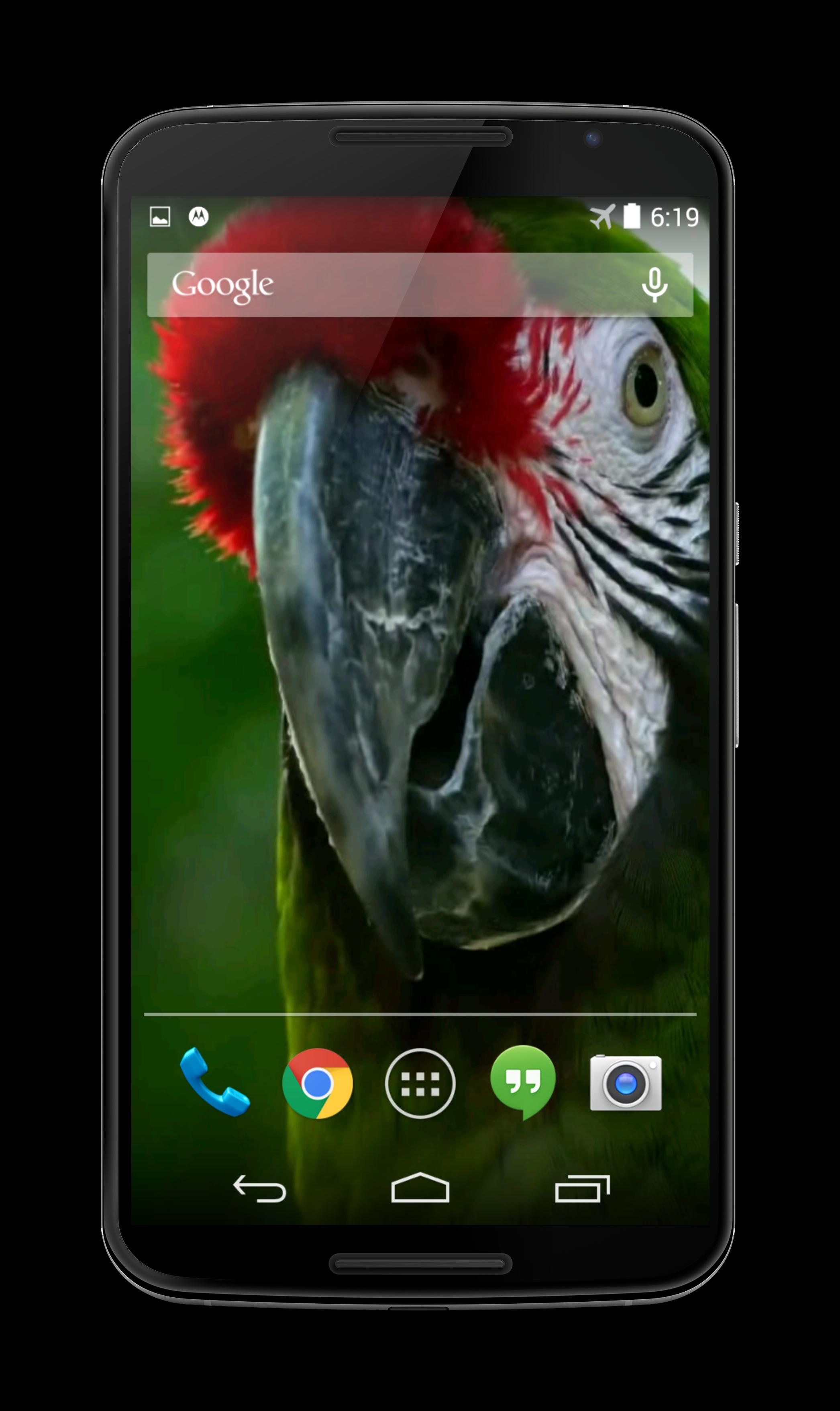 Parrot 3D Video Live Wallpaper