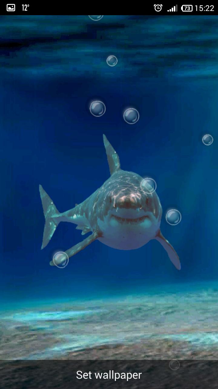 Underwater Shark Dash Scene