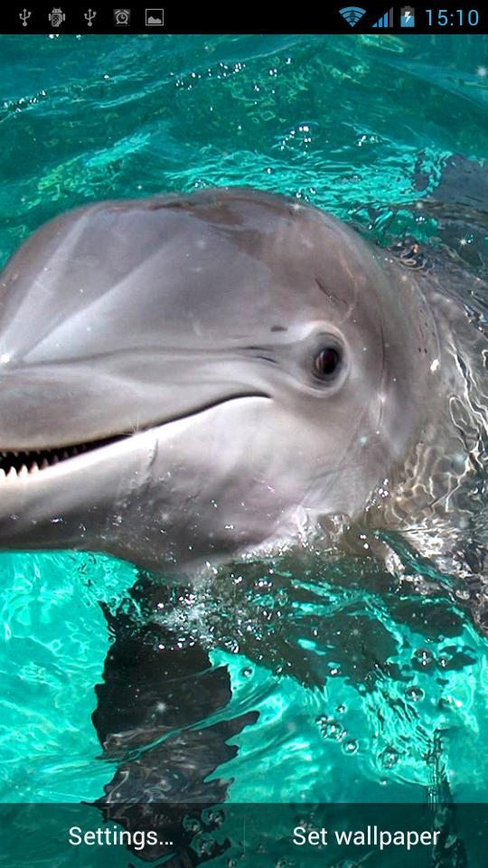 Dolphin Live Wallpaper