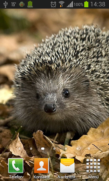 Hedgehogs Live Wallpaper