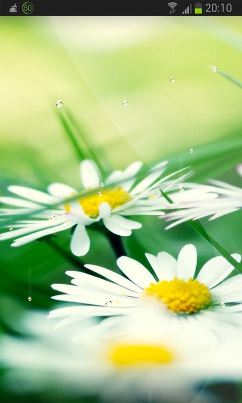 Rain Spring Fine HD LWP