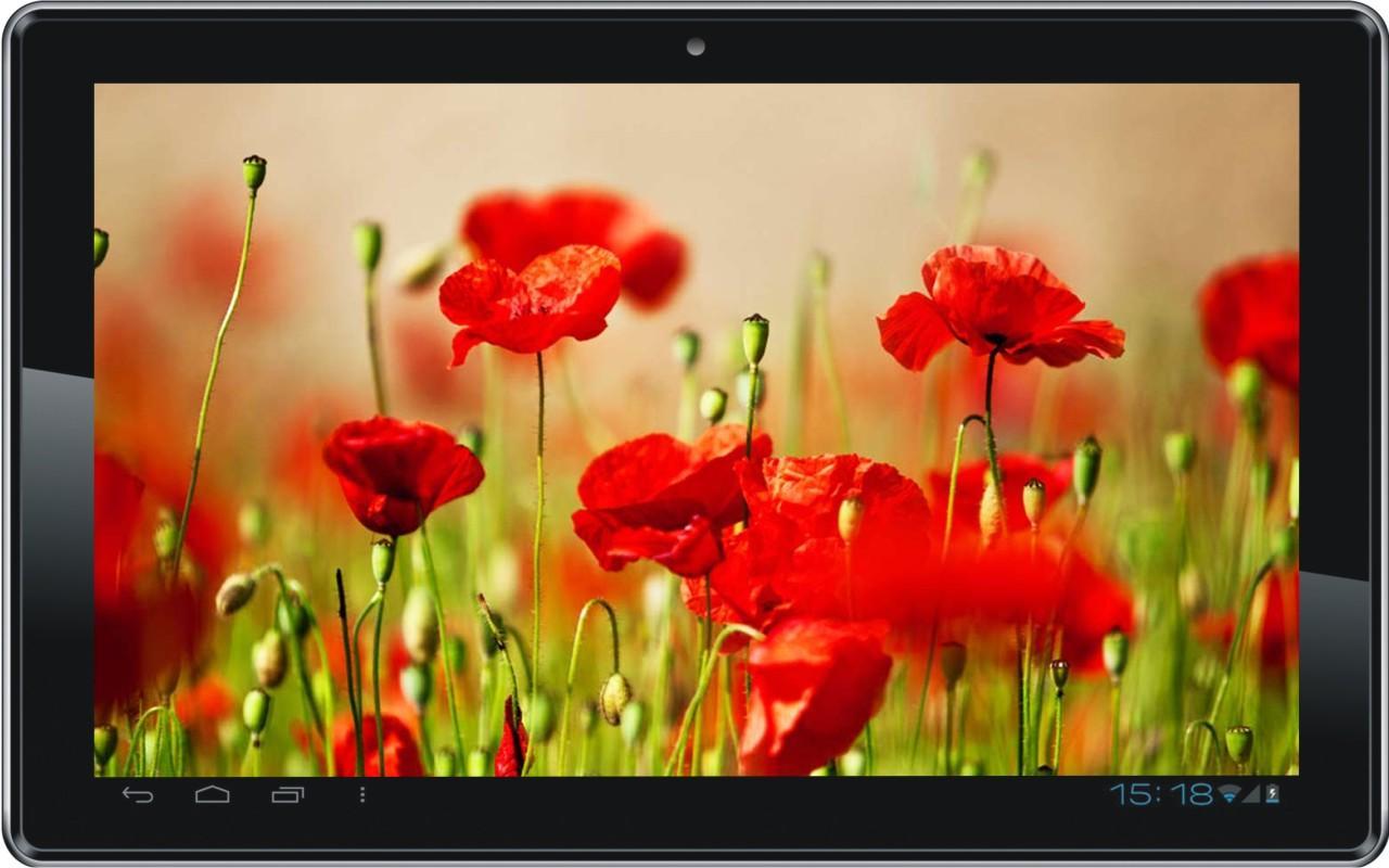 Poppy Fields HD LWP
