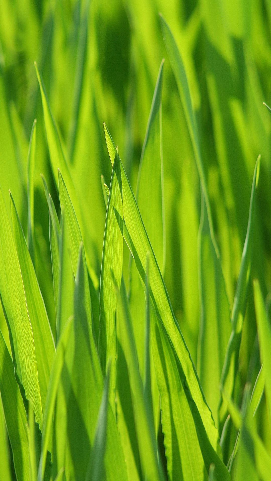 Magic Touch: Grass Live Wallpa