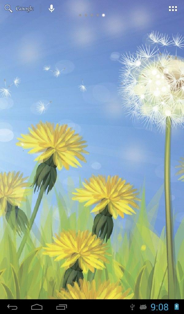 Dandelions field