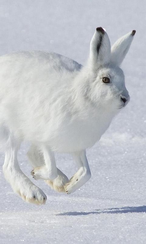 Hare wallpapers