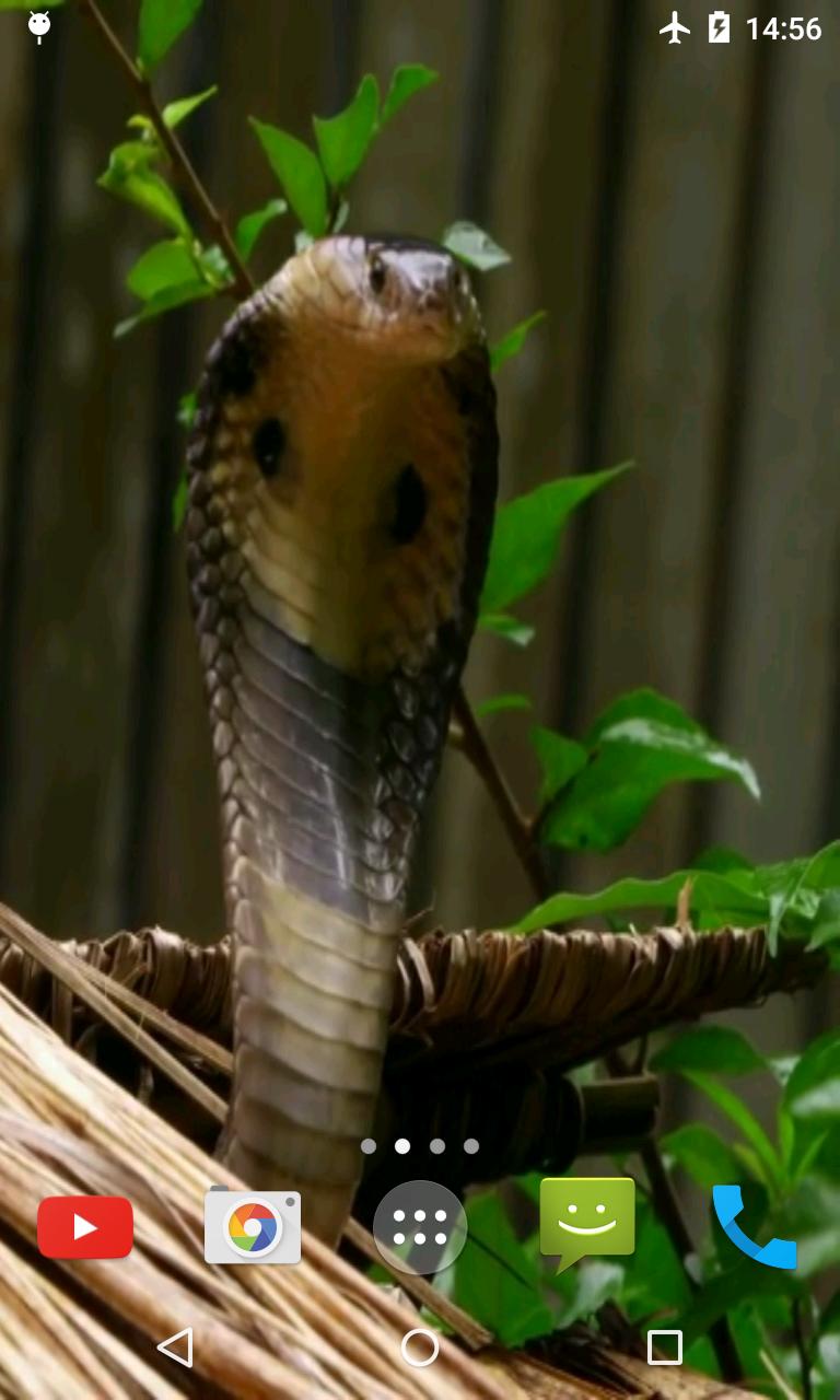 Cobra Video Live Wallpaper