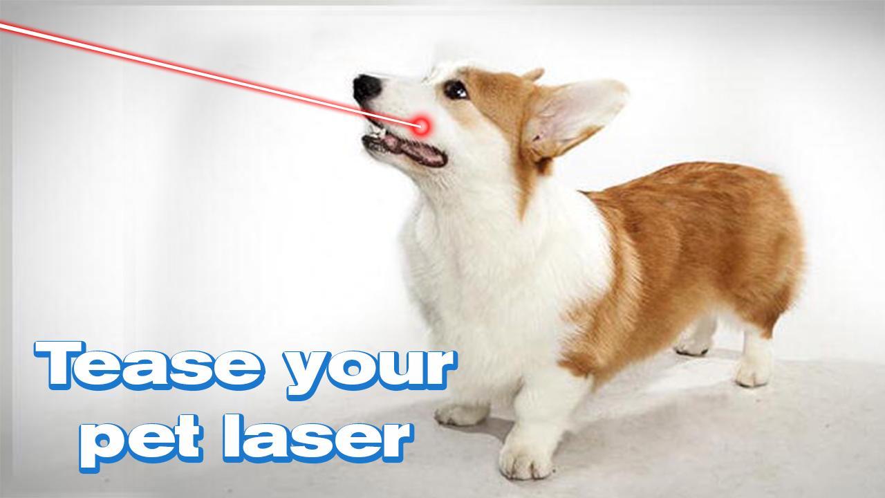 Laser For Dogs New Prank