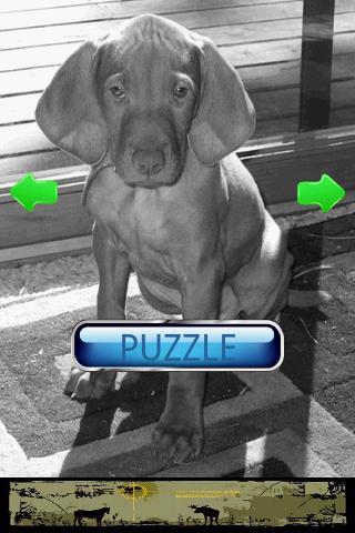 Dog Puzzle: Vizsla