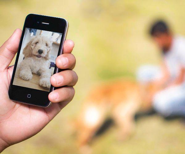 Baby Puppy Wallpaper