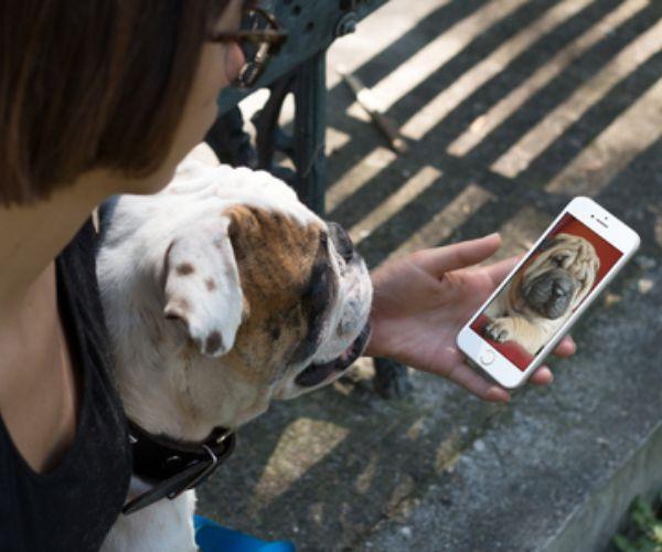 Baby Puppy Wallpaper