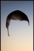 Man Hair Style Photo montage