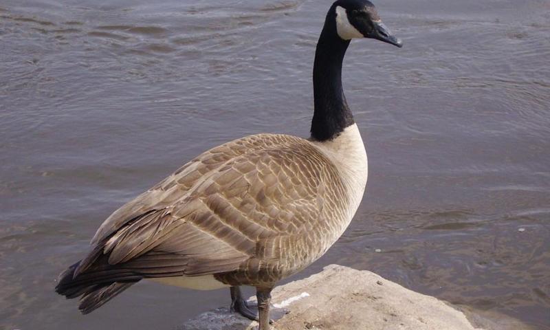 Goose wallpapers