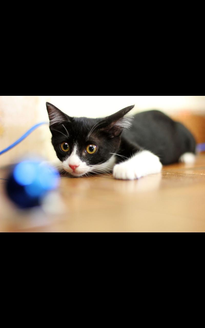 Hd Images Kitty Play LWP