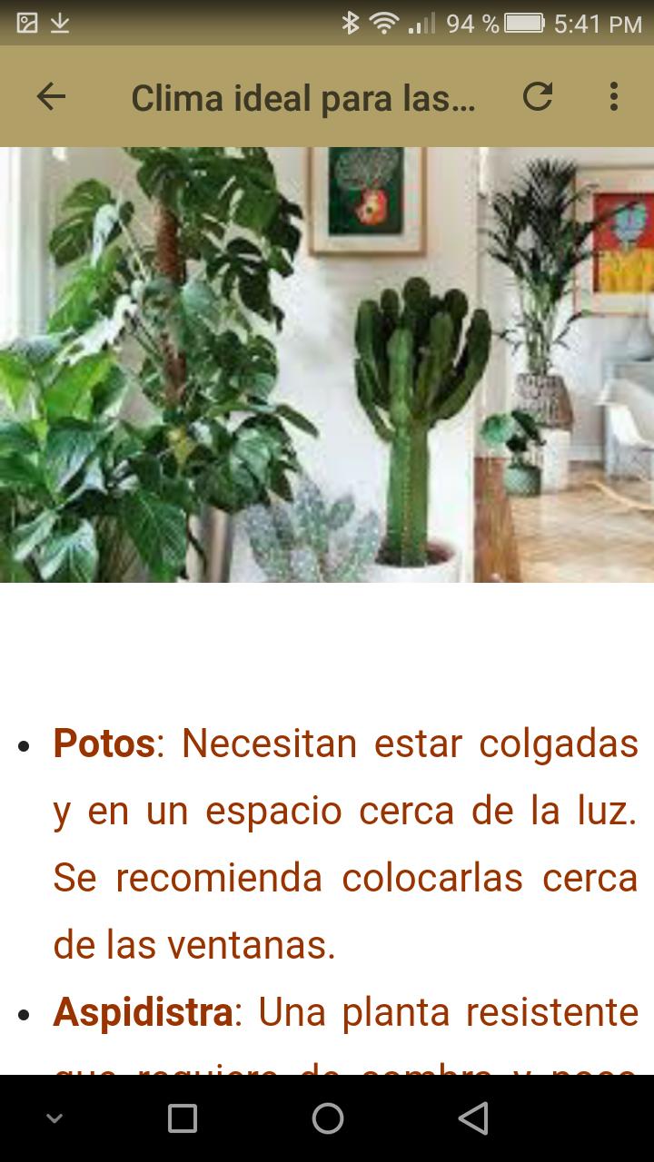 Plantas de Interiores