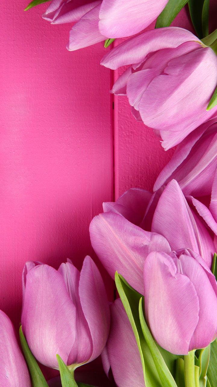 Pink Tulips Live Wallpaper