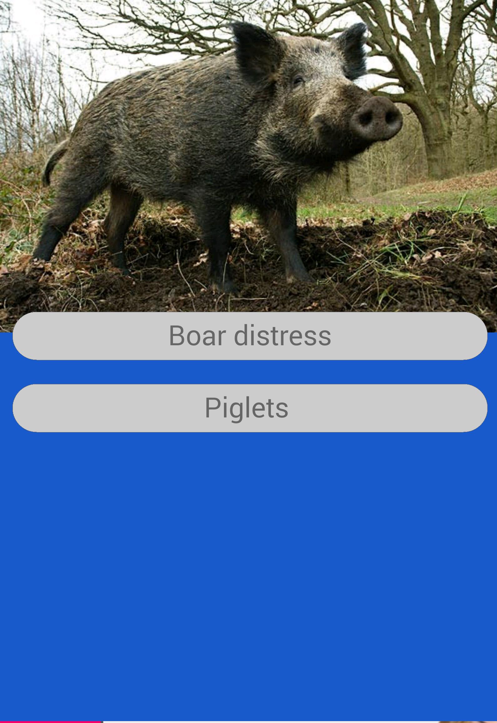Boar Sounds