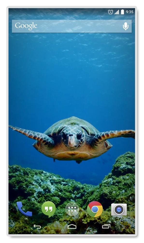 Green sea Turtle Live Wallpap