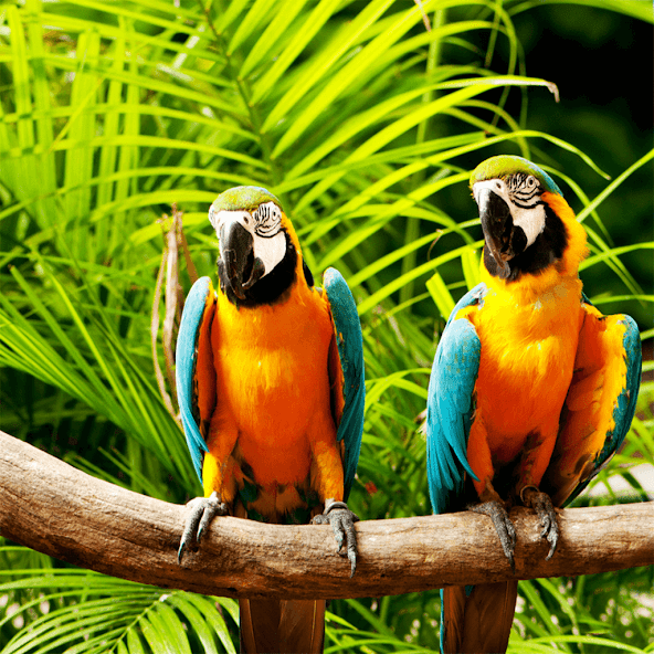 Birds Jigsaw Puzzle Games