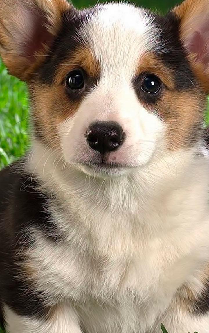 Wallpapers Mobile for Chat