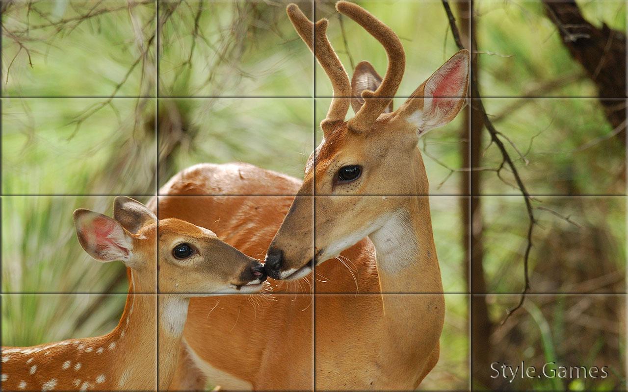Wildlife Puzzle
