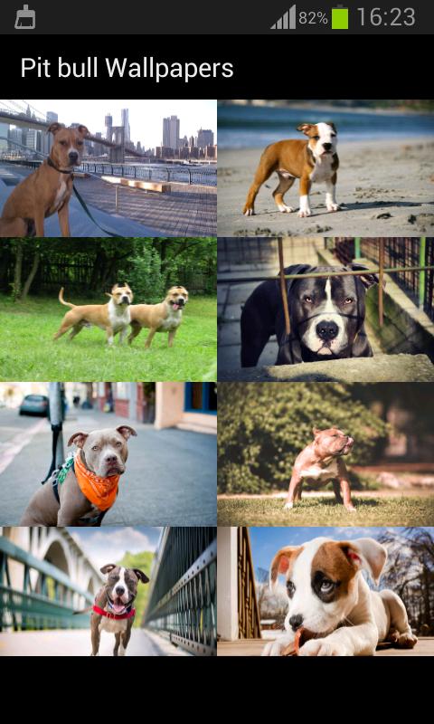 Pit bull Wallpapers